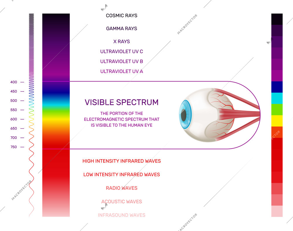 Prism light spectrum infographics with vertical color palette and human eye image with range and text vector illustration