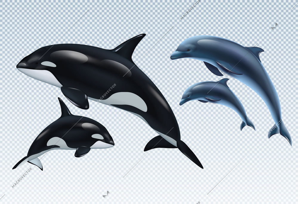 Couples dolphin and killer whale realistic transparent icon set parent and baby vector illustration