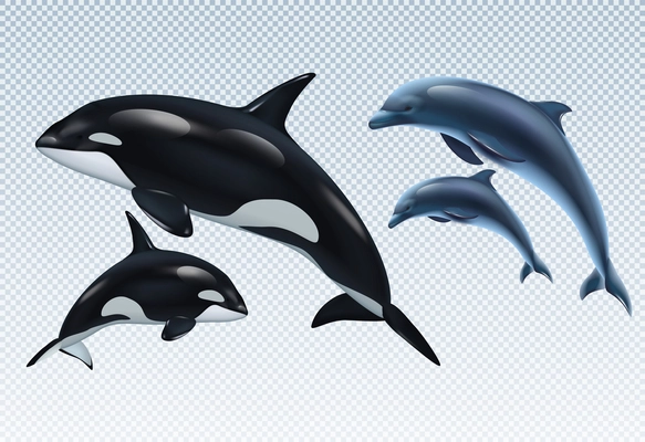 Couples dolphin and killer whale realistic transparent icon set parent and baby vector illustration