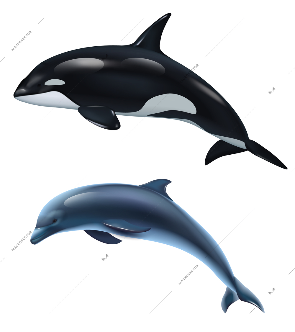 Dolphin and killer whale realistic icon set two mammals isolated and realistic vector illustration