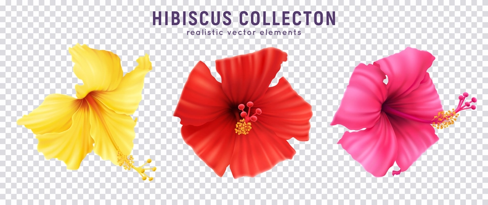 Realistic hibiscus color set with colourful images of blossom flowers isolated on transparent background with text vector illustration