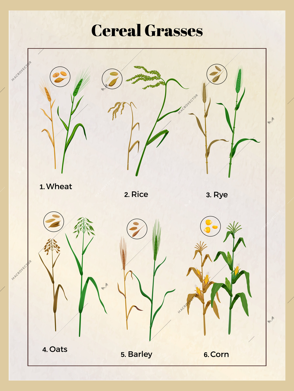 Cereal grasses vintage poster with wheat oats barley rice rye corn grain seedlings and seeds vector illustration