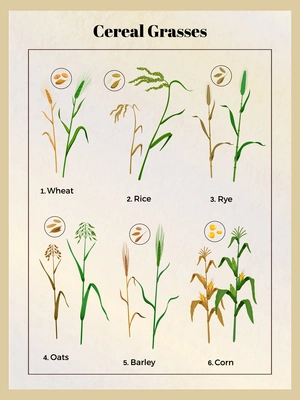 Cereal grasses vintage poster with wheat oats barley rice rye corn grain seedlings and seeds vector illustration