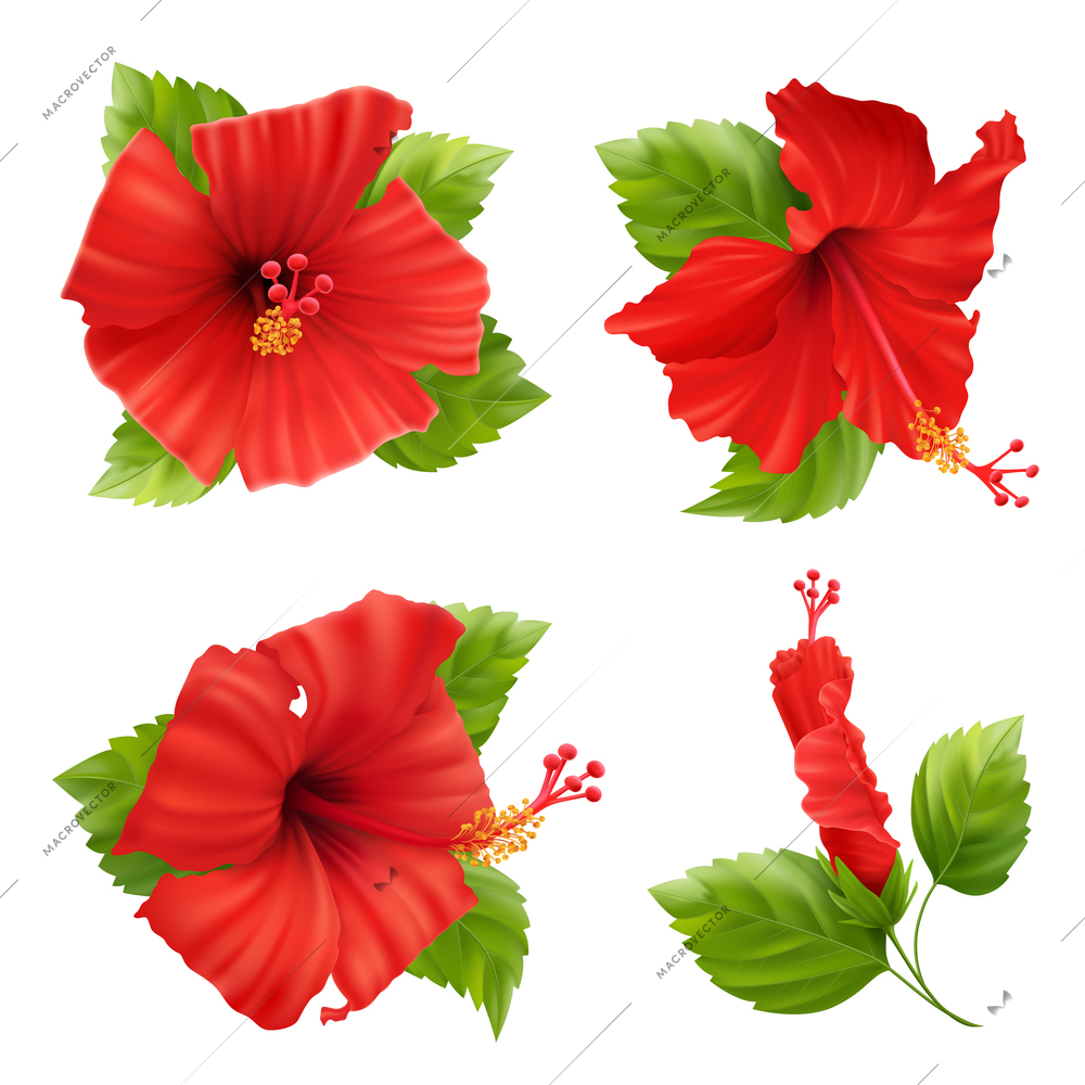 Realistic set of isolated hibiscus flower images with leaves and stems on blank background vector illustration