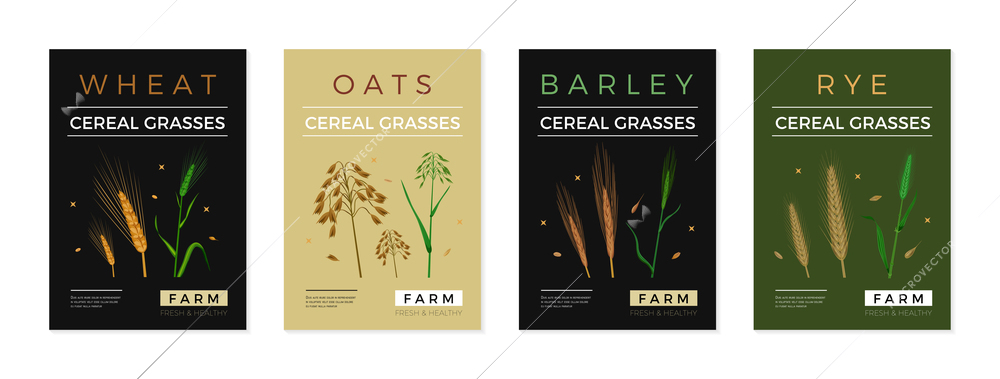 Cereal grasses poster set of wheat oats barley rye spikelet images isolated vector illustration