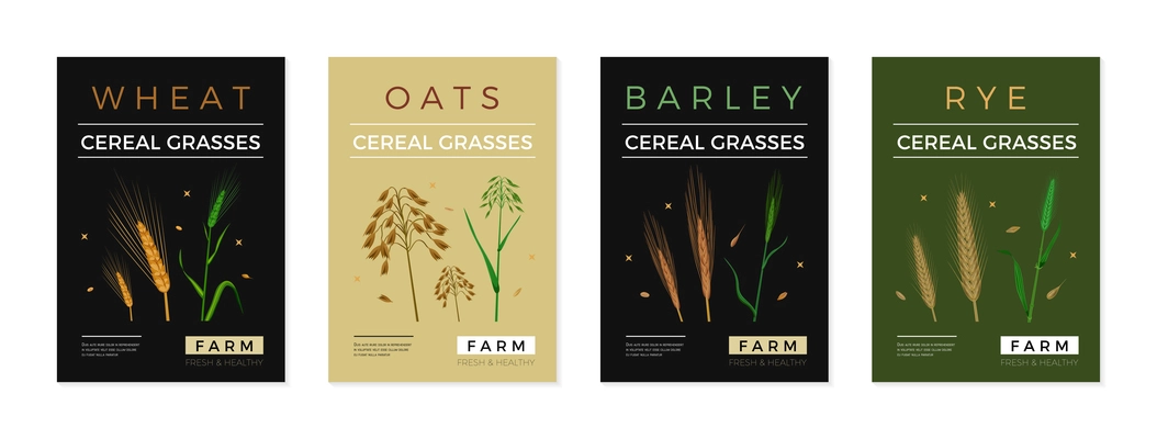 Cereal grasses poster set of wheat oats barley rye spikelet images isolated vector illustration