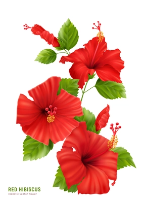 Realistic hibiscus composition with editable text and isolated image of flowers blossom with leaves and stems vector illustration