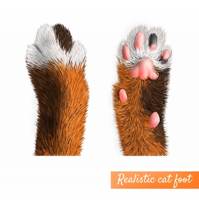 Realistic pretty cat foot top and bottom view set isolated on white background vector illustration