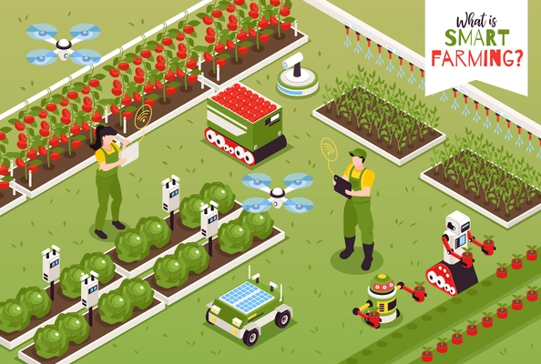 Isometric smart farm composition with outdoor scenery and flying drones with gardening robots and human characters vector illustration