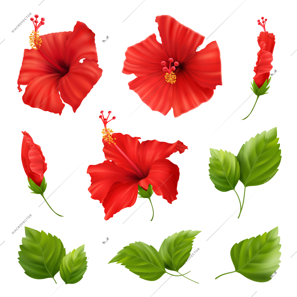 Realistic hibiscus set with isolated images of fresh green leaves and red flowers on blank background vector illustration