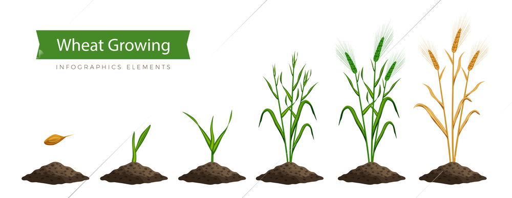 Flat set of icons showing six stages of wheat growth from seed to ripe ear isolated vector illustration