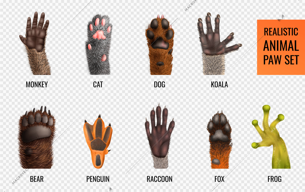 Labeled animal paws of different wild and domestic animals and amphibia realistic set isolated on transparent background vector illustration