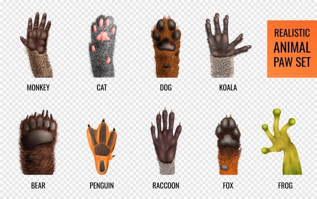 Labeled animal paws of different wild and domestic animals and amphibia realistic set isolated on transparent background vector illustration