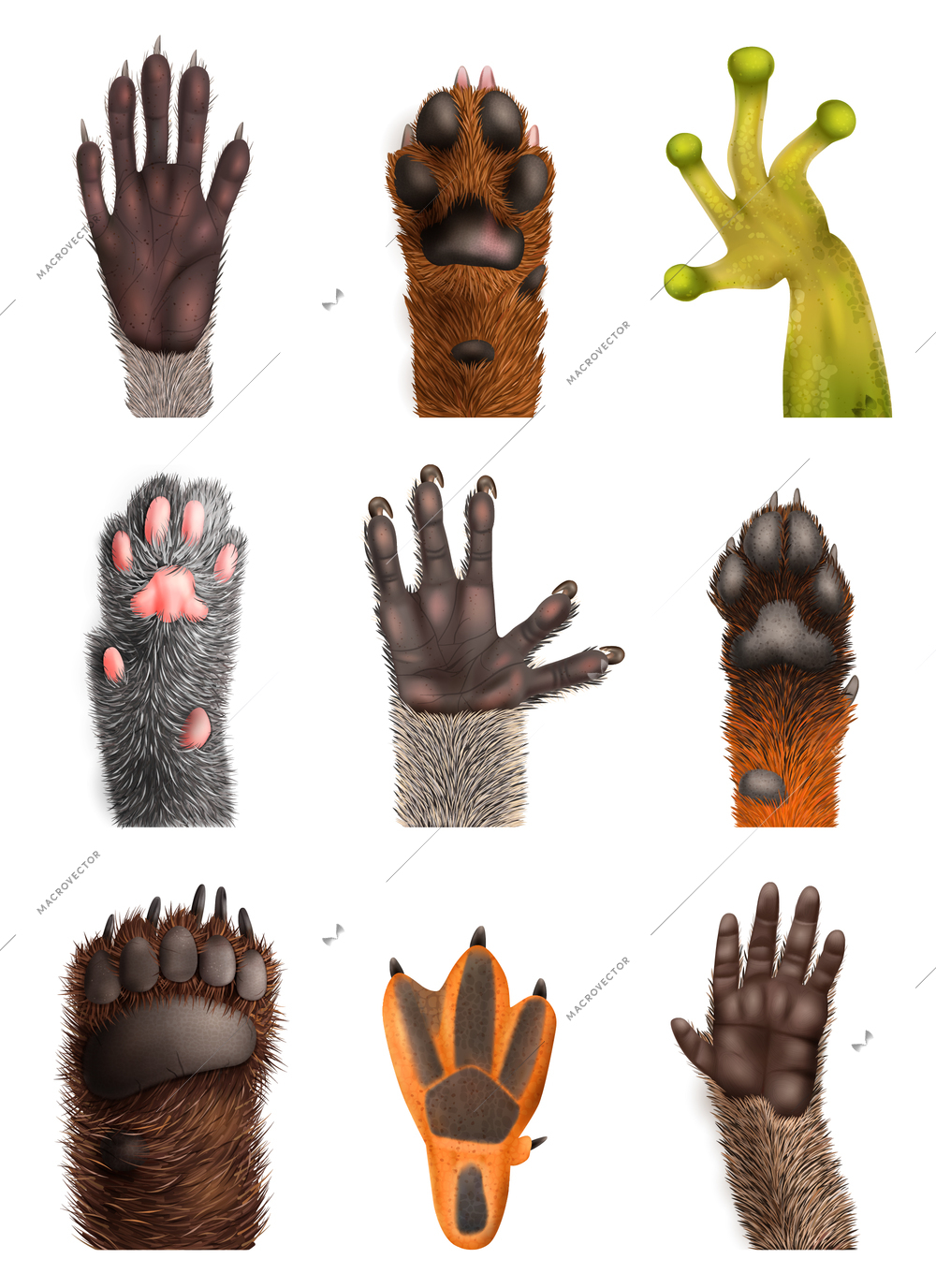 Realistic set of animal bear frog cat monkey penguin racoon koala fox dog paws with claws isolated on white background vector illustration