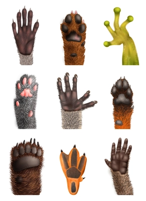 Realistic set of animal bear frog cat monkey penguin racoon koala fox dog paws with claws isolated on white background vector illustration