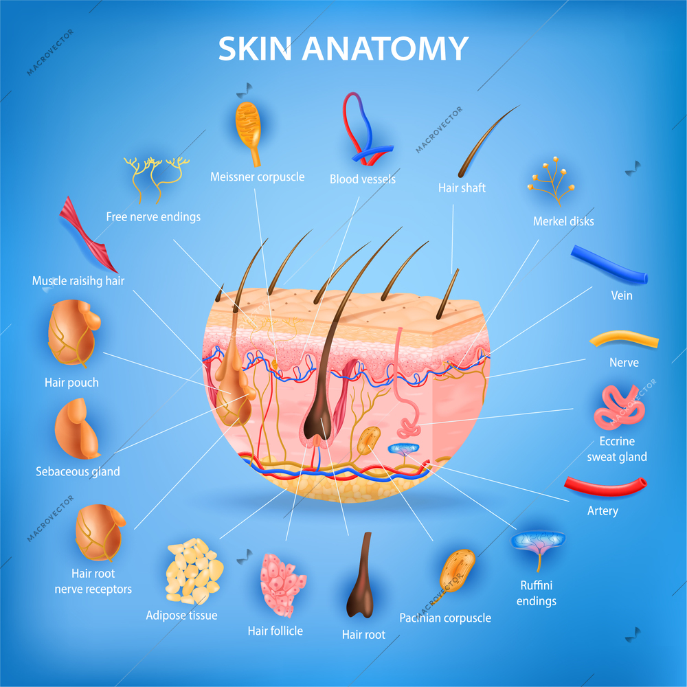 Skin anatomy realistic background with layers and labeled parts vector illustration