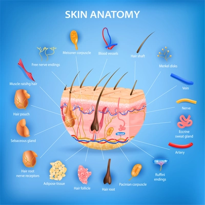 Skin anatomy realistic background with layers and labeled parts vector illustration