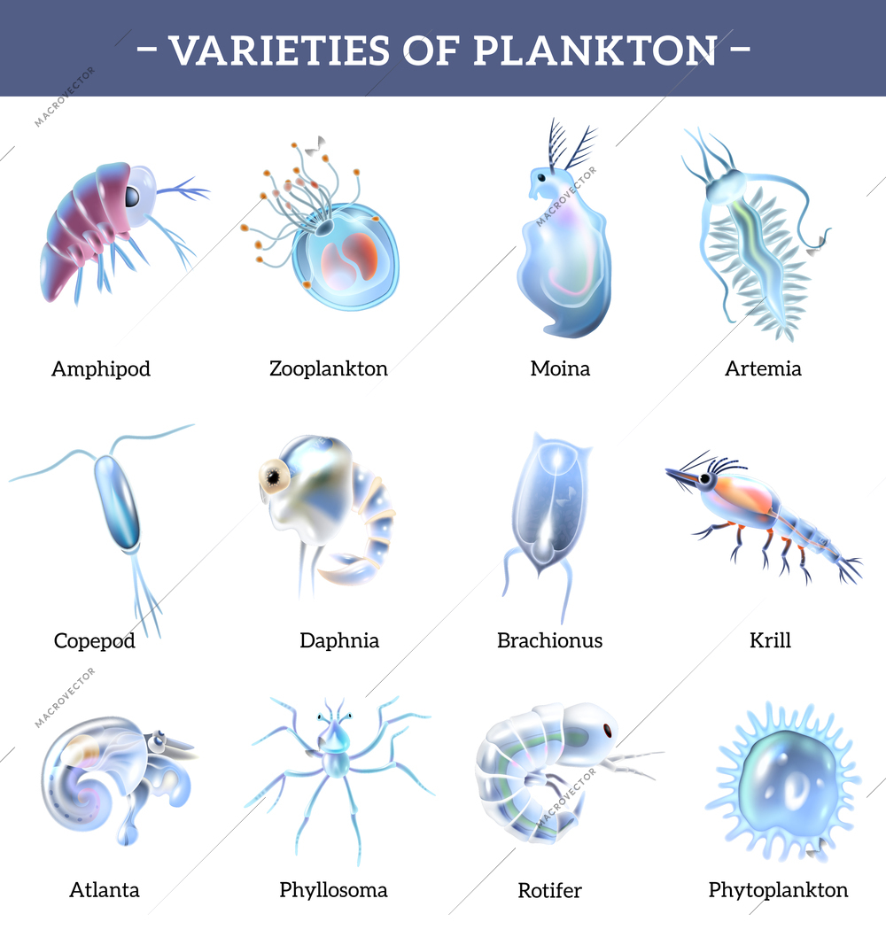 Varieties of plankton isolated icons set with text explanation cartoon vector illustration