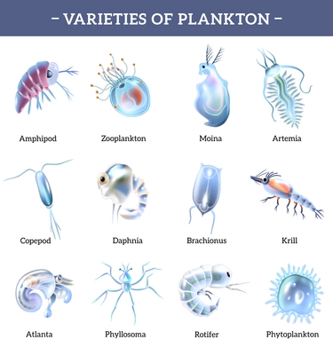 Varieties of plankton isolated icons set with text explanation cartoon vector illustration