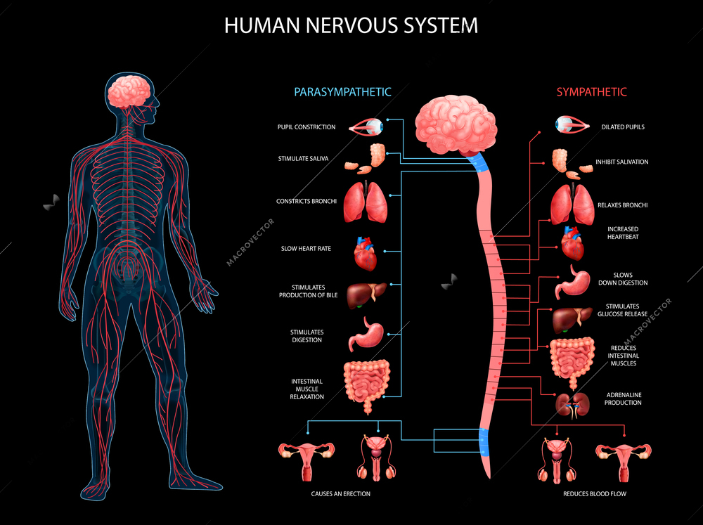 Human body nervous system sympathetic parasympathetic charts with realistic organs depiction anatomical terminology black background vector illustration