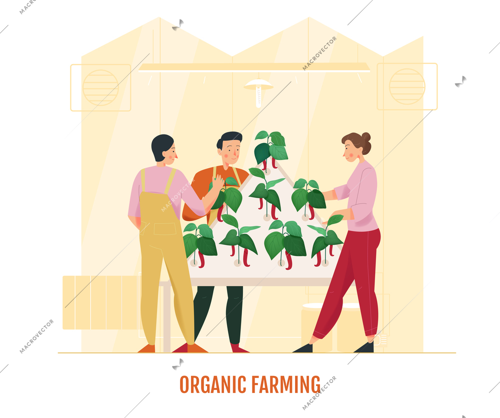 Three people looking after greenhouse chili pepper flat vector illustration