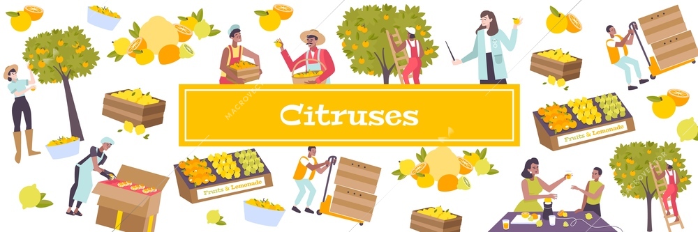 Citrus flat pattern with farmers harvesting of fruit trees warehouse workers and sellers vector illustration