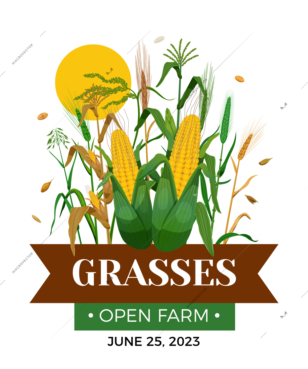 Cereal grasses flat poster with ears of wheat corn oats barley cobs vector illustration