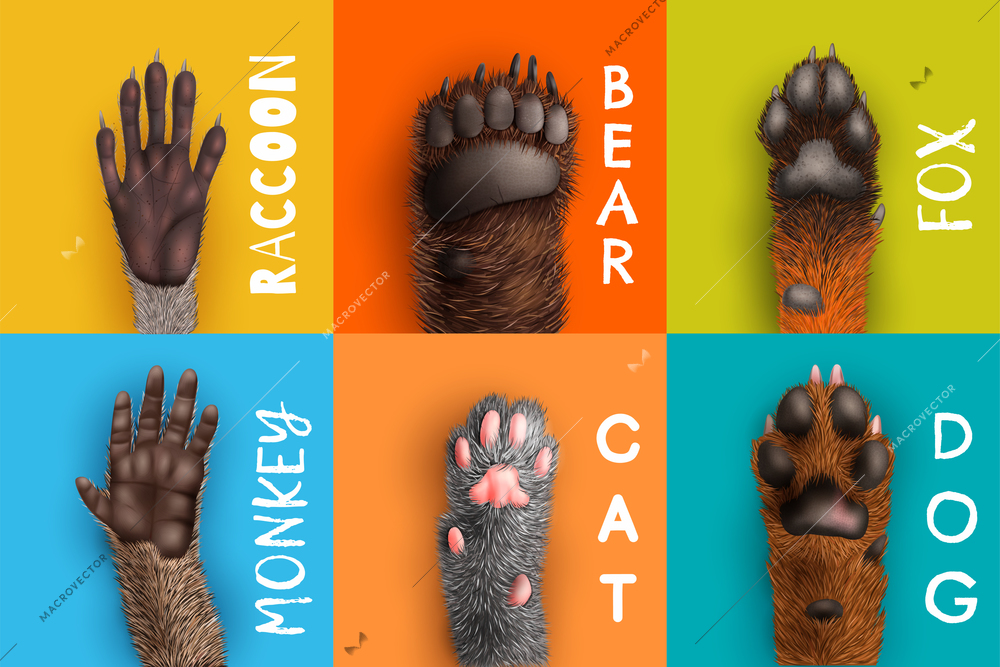 Realistic design concept with bottom view of labeled animal paws on colorful background isolated vector illustration