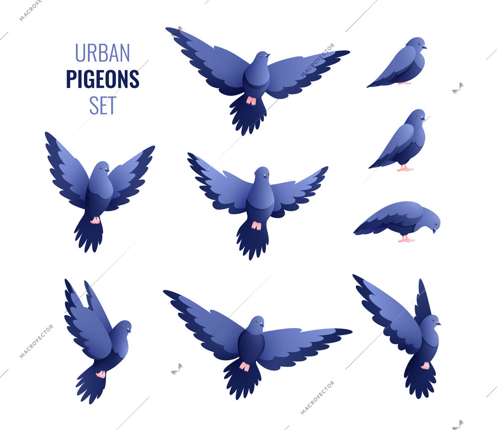 Set of isolated urban pigeons doves flat images of city birds with text on blank background vector illustration