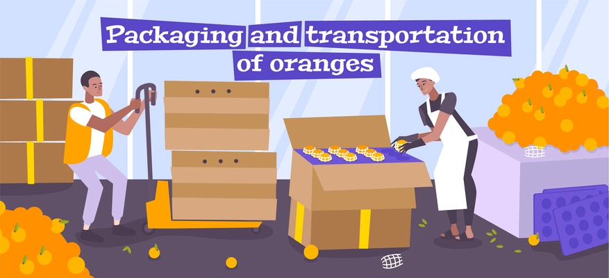 Packaging and transportation of oranges flat background with workers putting fruits manually in boxes vector illustration