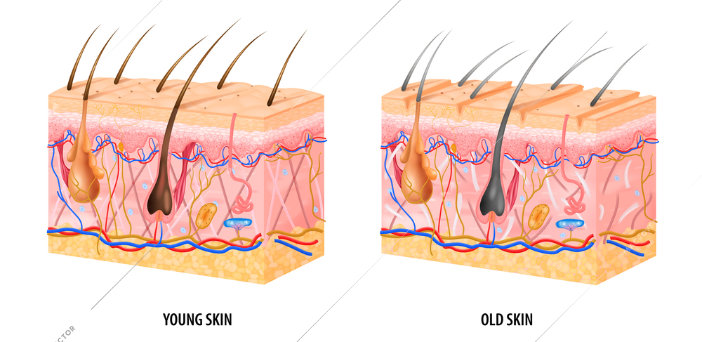 Anatomical structure of young and old skin realistic isolated vector illustration