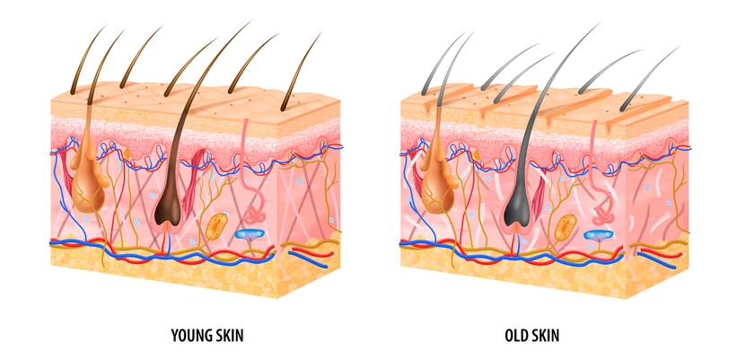 Anatomical structure of young and old skin realistic isolated vector illustration