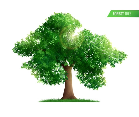 Forest tree realistic composition with isolated green tree and sunlight beam on blank background with text vector illustration