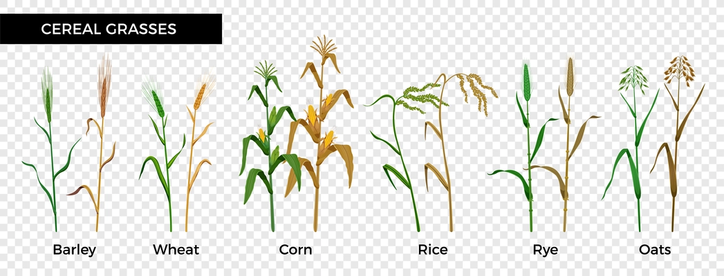Flat set of labeled cereal grasses with barley wheat corn rice rye and oats isolated on transparent background vector illustration