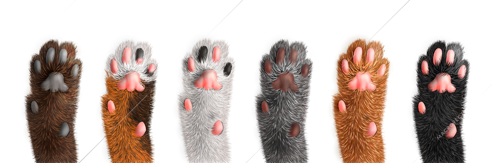 Cat paws of different color set isolated on white background realistic vector illustration