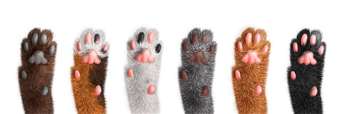 Cat paws of different color set isolated on white background realistic vector illustration