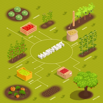 Farming harvesting isometric flowchart with ripe tomatoes cabbage pumpkin potato sack apples crate green background vector illustration
