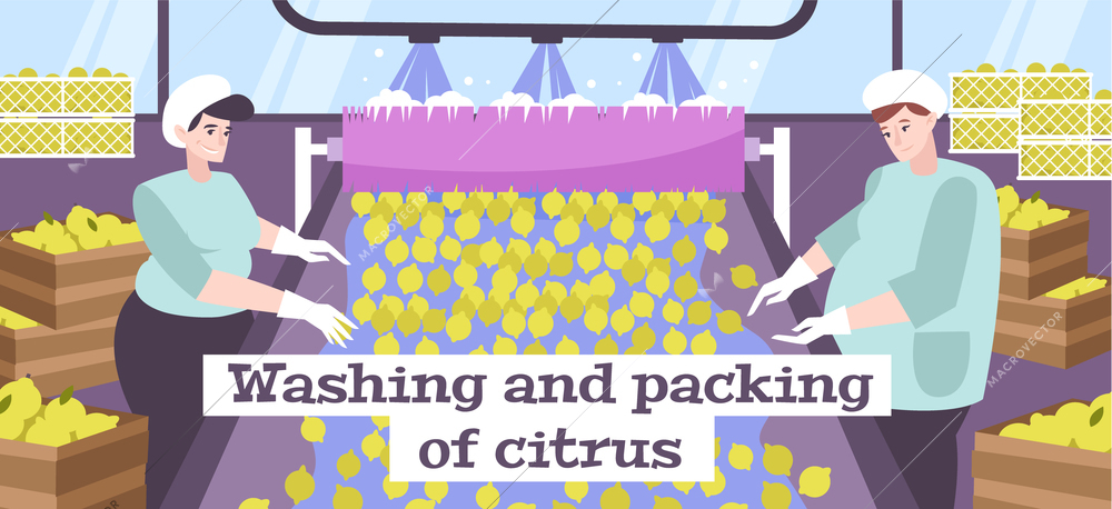 Washing and packing of lemon flat background with two female characters working on  citrus conveyor vector illustration