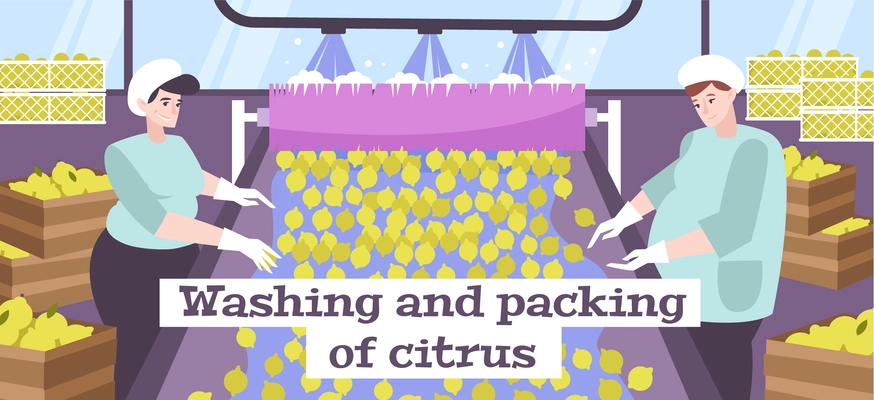 Washing and packing of lemon flat background with two female characters working on  citrus conveyor vector illustration