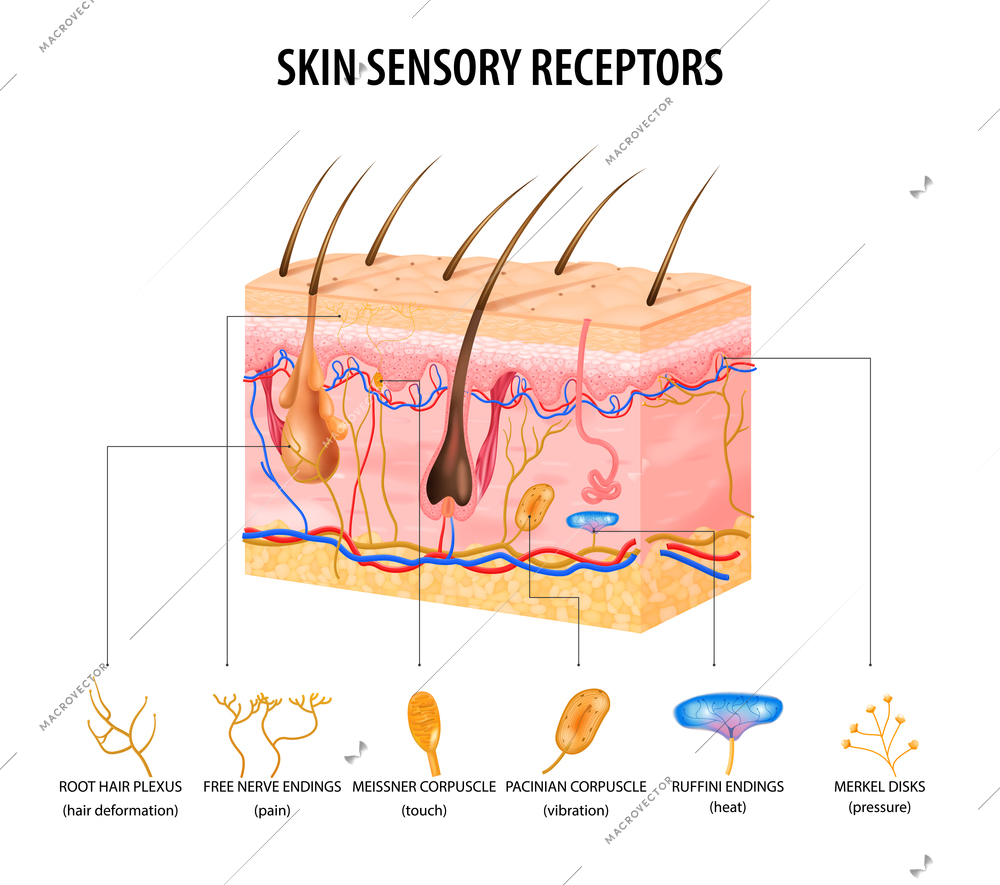 Skin sensory receptors concept with nerve and hair flat vector illustration