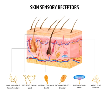 Skin sensory receptors concept with nerve and hair flat vector illustration