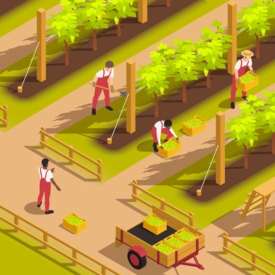 Farm workers in uniform dungarees harvesting grape filling crates putting them in cart isometric composition vector illustration