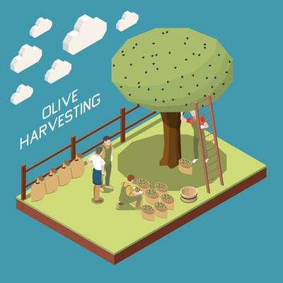 Olive production isometric composition with garden section and tree with people gathering harvest into cloth sacks vector illustration