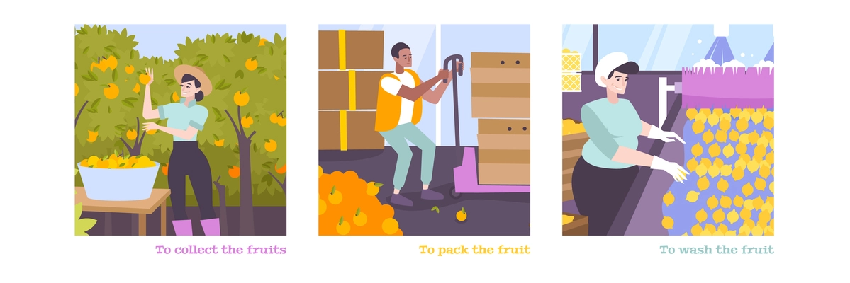 Citrus flat colored isolated vector illustrations of people who collect pack and wash fruits