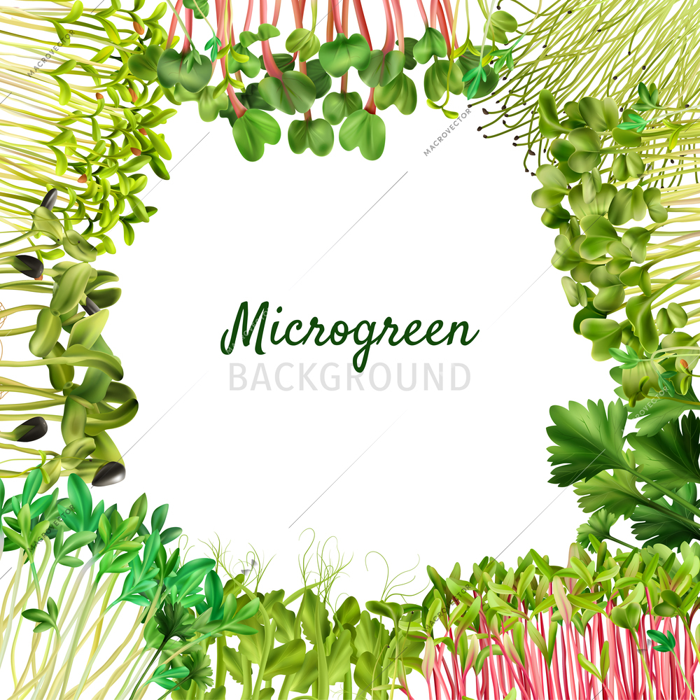 Healthy nutrition microgreens frame realistic isolated vector illustration