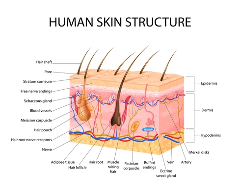 Skin sensory receptors concept with epidermis hair and dermis flat vector illustration