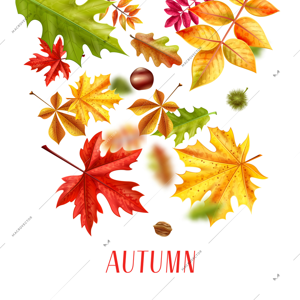 Realistic autumn leaves fall sale background composition of text and autumnal foliage fallen leaves colourful images vector illustration