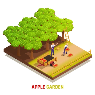Apple garden harvesting isometric composition with farm workers picking fruits placing full boxes in trailer vector illustration