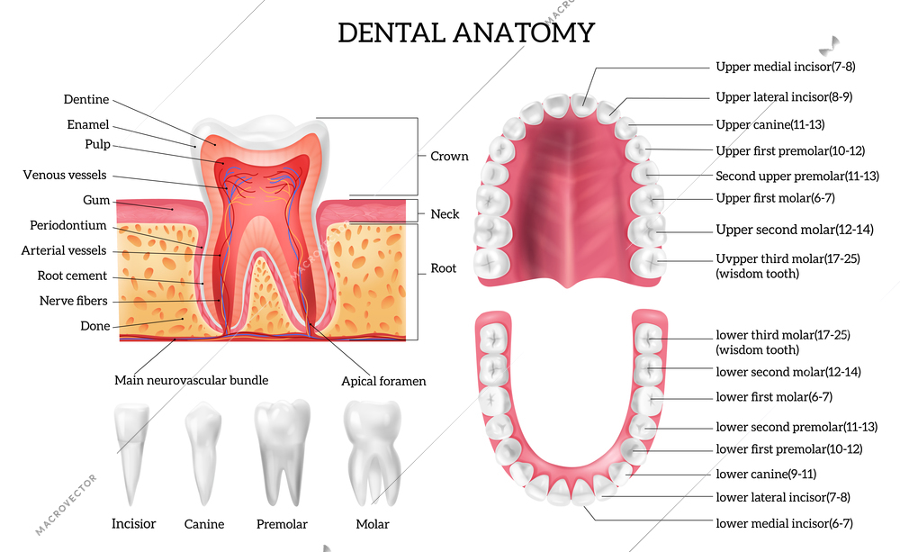 Tooth anatomy infographics with labelled teeth types and oral cavity structure realistic isolated vector illustration