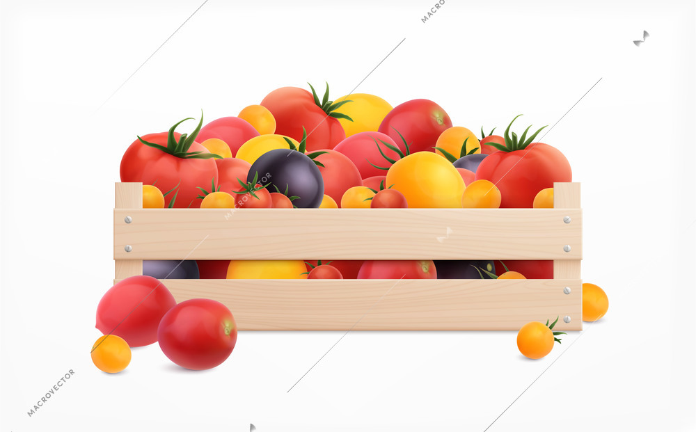 Tomatoes box realistic concept with different sorts and colors vector illustration